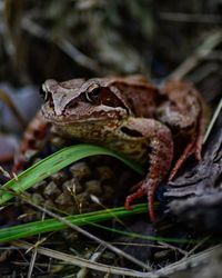 Close-up of frog on land