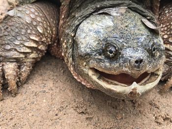 Close-up of a snapping turtle on the road