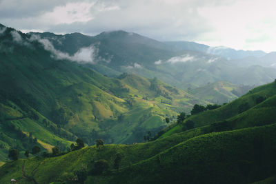 Mountain rice