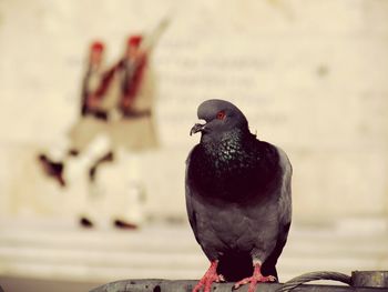 Close-up of bird perching