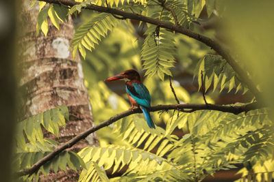 Kingfisher perching on branch