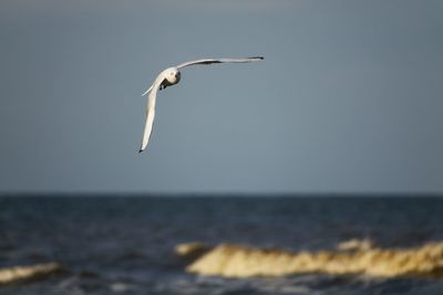 Seagull flying over sea against sky