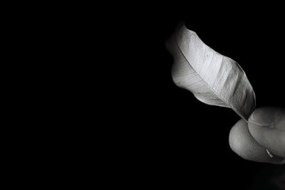 Close-up of flower over black background