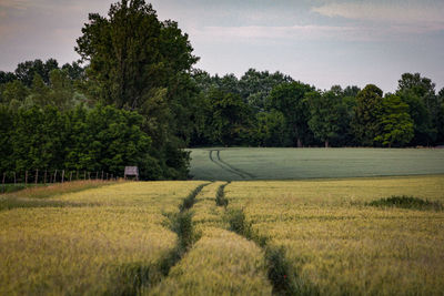 Scenic view of agricultural field against sky