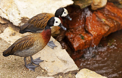 Two ducks with black and white heads in budapest