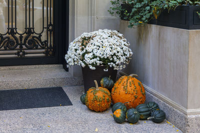 Colorful pumpkins and flowers on the stairs of an old brownstone home in new york city during autumn