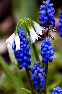 Blue and white flowers