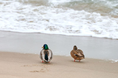 Two mallard waterfowl birds walking near baltic sea. close up of anas platyrhynchos, mallard duck