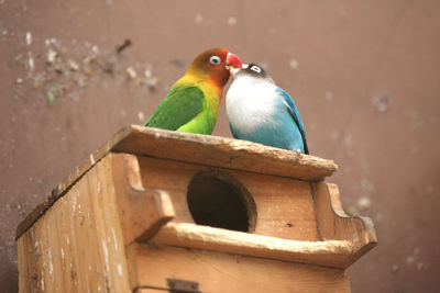 Close-up of bird perching on wood