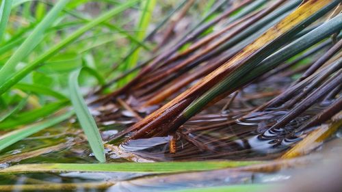 Close-up of wet grass on field
