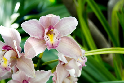 Close-up of pink flowering plant