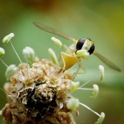 Close-up of bee on flower