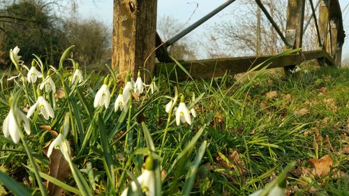 White flowers growing on grassy field