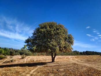 Trees on field against blue sky