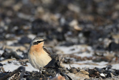 Close-up of bird perching on rock