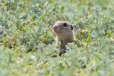 Squirrel on a field