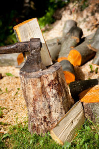 Close-up of log on tree stump