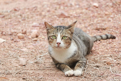 Portrait of cat sitting outdoors