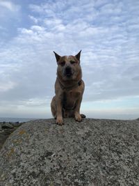 Portrait of a dog on rock against sky