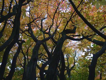 Low angle view of trees in forest