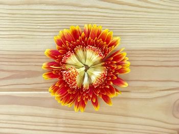 Directly above shot of flower on table