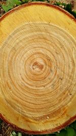 tree ring