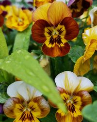 Close-up of yellow flowering plants