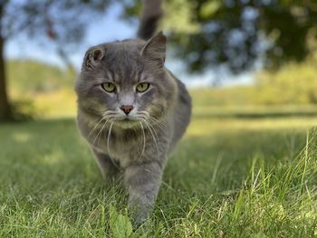 Portrait of a cat on field