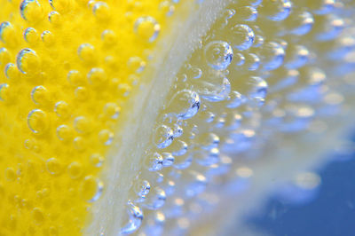Close-up of lemon in water