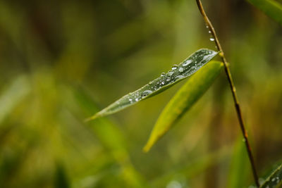 Close-up of wet plant