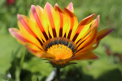 Close-up of orange flower