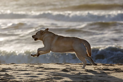 Dog on beach