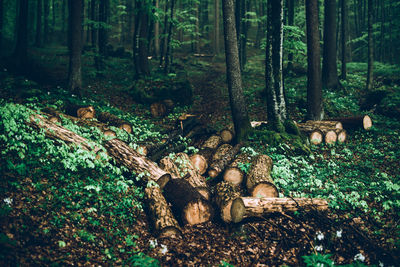 Stack of logs in forest