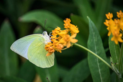 Close-up of butterfly pollinating on flower