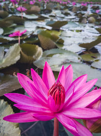 Close up of red lotus, in nong harn swamp, udon thani, thailand.