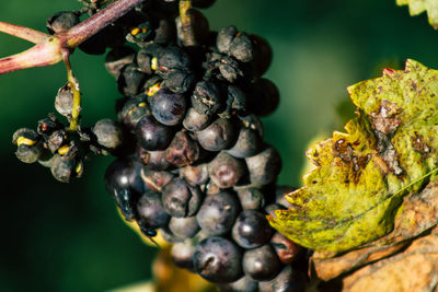 Close-up of grapes growing on tree