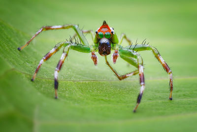 Close-up of spider