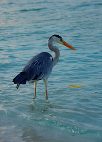 Birds in water