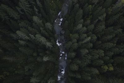 High angle view of tropical trees in forest