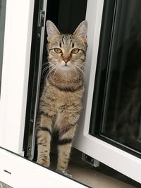 Portrait of a cat on window sill