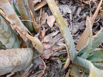 High angle view of dry leaves on field