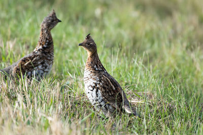 Bird on a grass