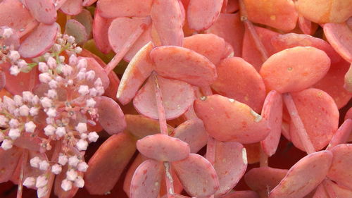 Detail shot of pink flowers