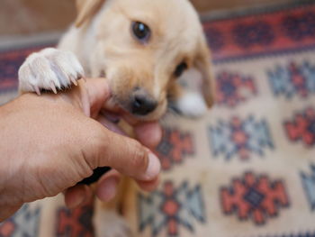 Close-up of hand holding puppy