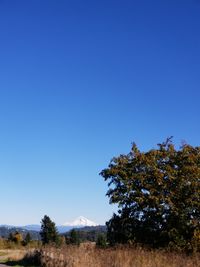 Trees on field against clear blue sky