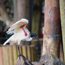 Close-up of bird perching on wood