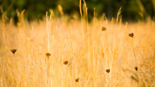 Close-up of wheat growing in field
