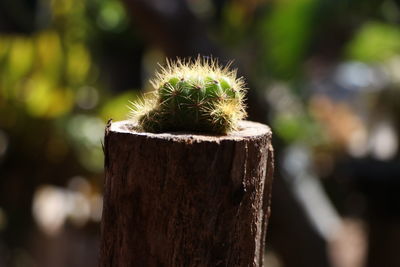 Close-up of cactus