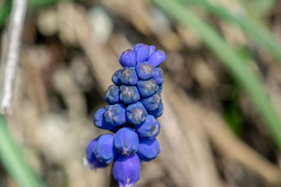 Close-up of purple flowering plant