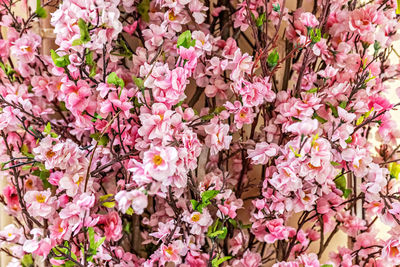 Ornamental plant, branches with pink sakura flowers on blurred background .